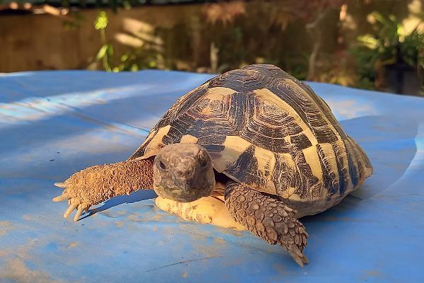 como cuidar a una tortuga