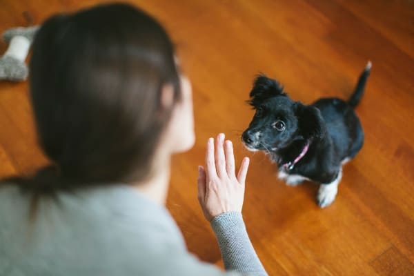 Cómo cuidar mascotas ajenas