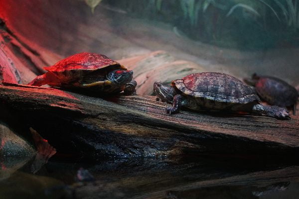 habitat de una tortuga