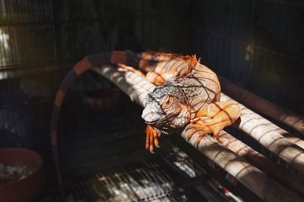 habitat para una iguana