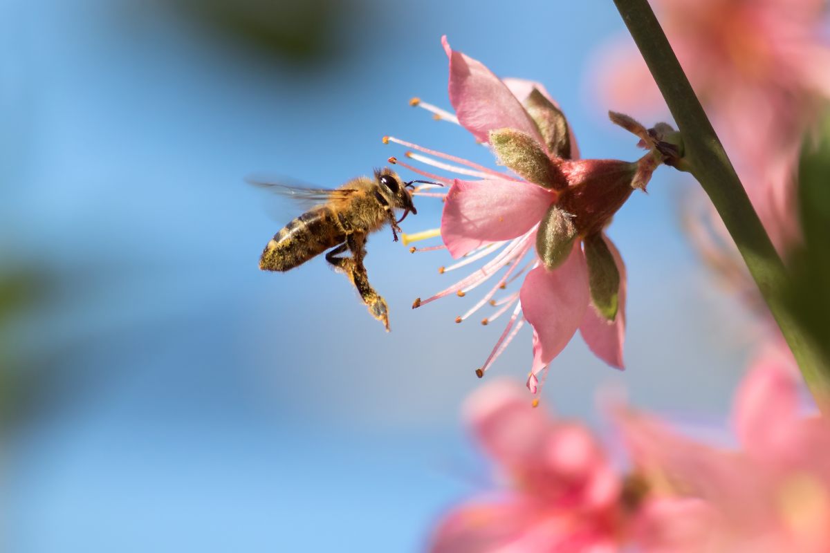 aliados para tu jardin cuidalos