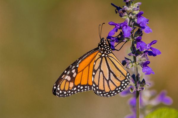 como atraer insectos polinizadores