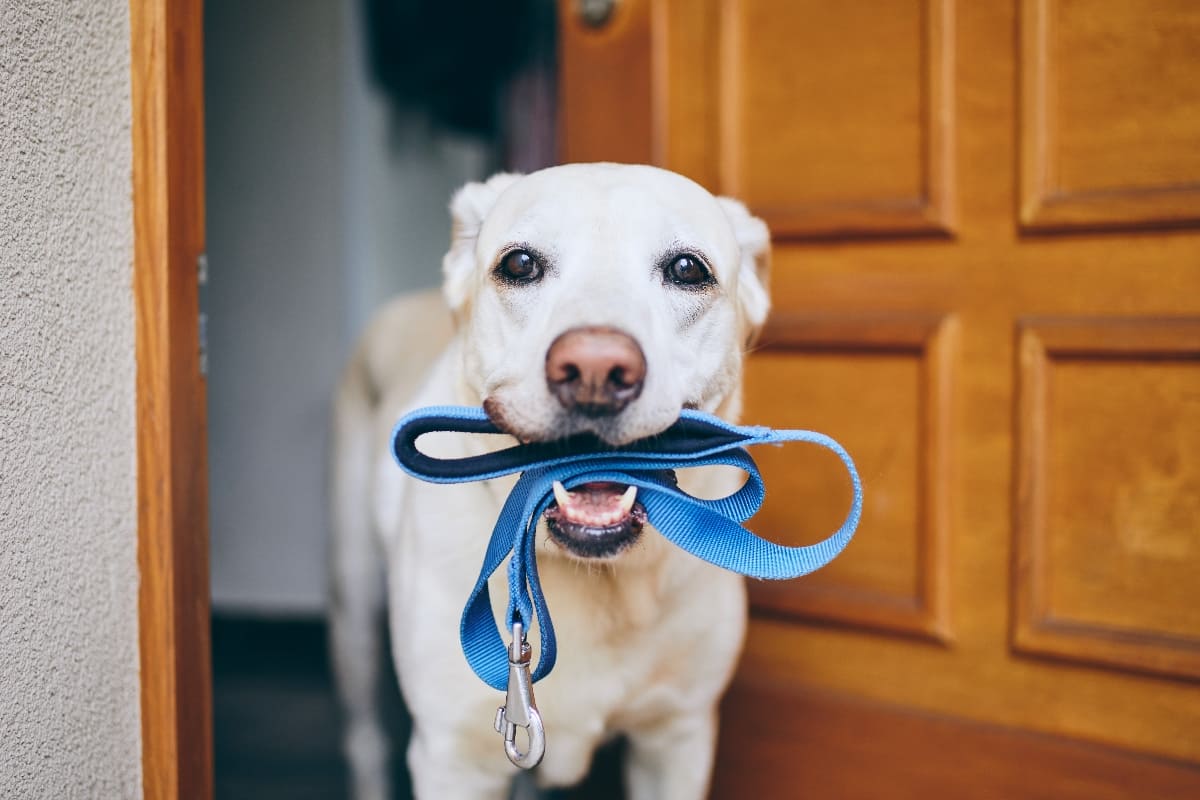 ¿Pasear a tus mascotas en época de calor?