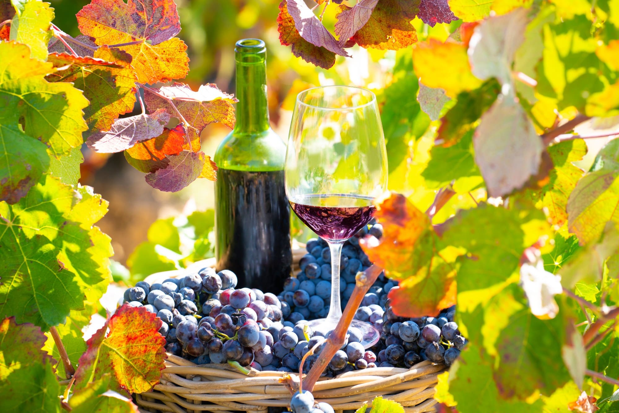 Características de los vinos españoles