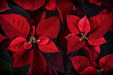 Características y significado de la flor de nochebuena