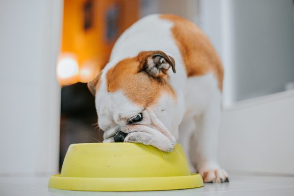 mascota-comiendo mascota-comiendo